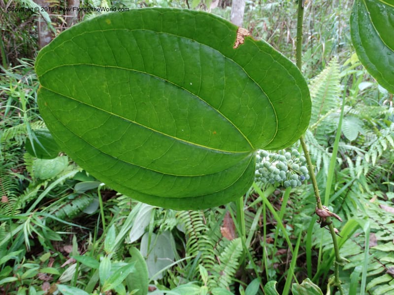 Smilax borneensis, Davidson, C 12935--Sabah. Kinabalu Nat. Park. Nalumad Substesen. 29 Mar 2015. DSC01294 (197).JPG