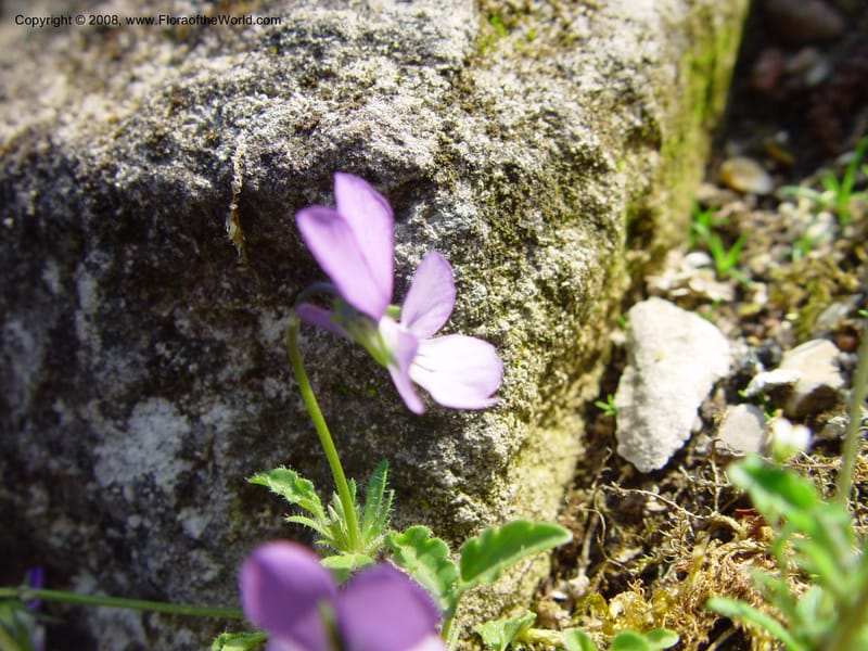 Viola hispida--France. Paris. Jardin des Plantes. 30 May 03. 038.jpg