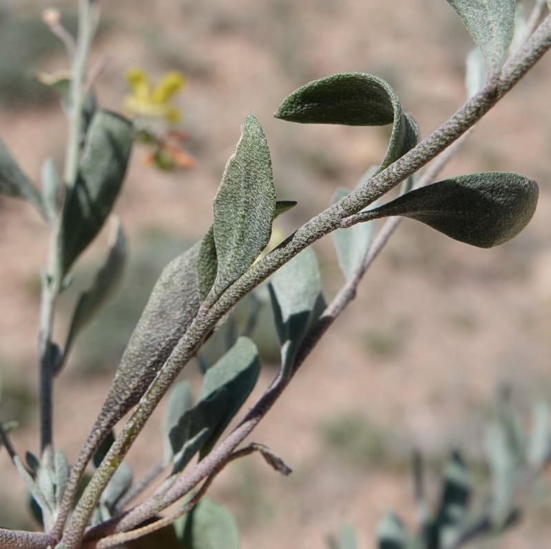 Lesquerella gordonii, C. Davidson 13997--AZ. Cochise Co. Geronimo Trail Rd. 10 Apr 2019. DSC07357 (91).JPG