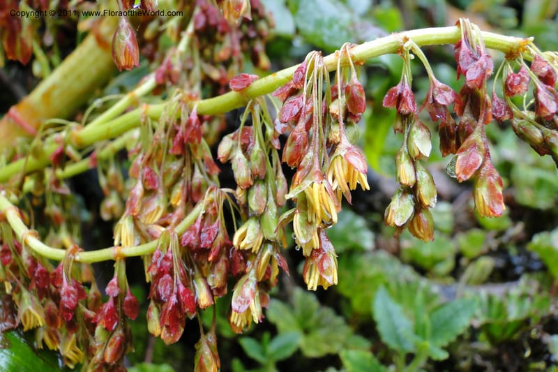 Rumex tolimensis, Ulloa 1994--Ecuador. Napo. Papallacta to Baeza. 1 Jun 2011. 376 (33).jpg
