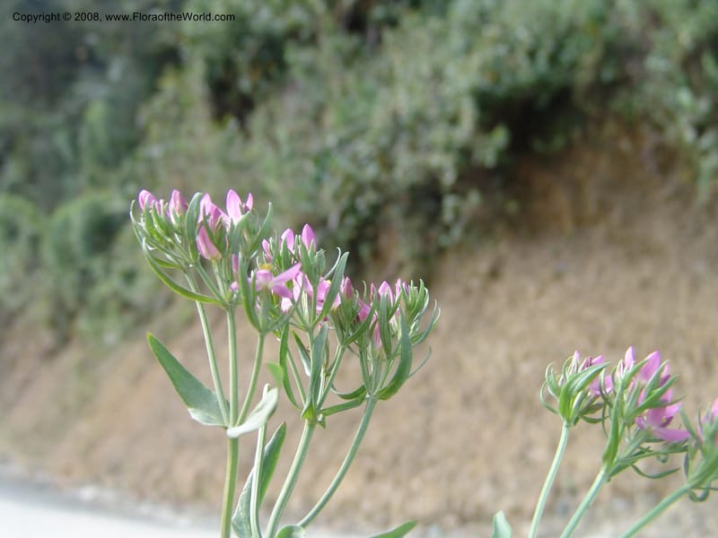 Centaurium, Croat93261--Ecuador. Prov. Pichincha. Old hwy Quito to Sto. Domingo. 12 Aug 04. 173.jpg