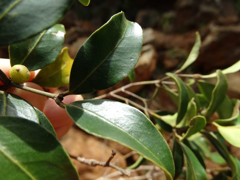 Austrobuxus, Munzinger, J 7480--New Caledonia. PinPin. 20 Nov 2015. DSC03938 (33).JPG