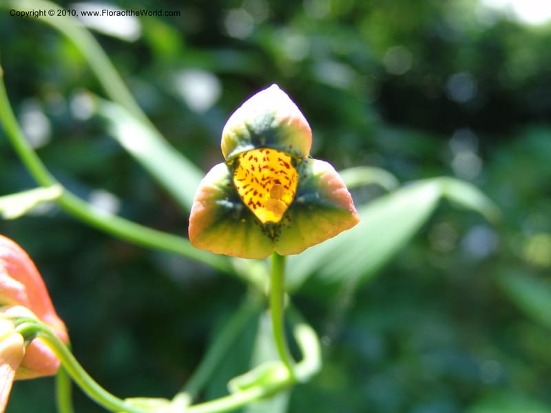 Bomarea--Ecuador. Jardin Botanico de Guayaquil. 20 Mar 06. 097.jpg