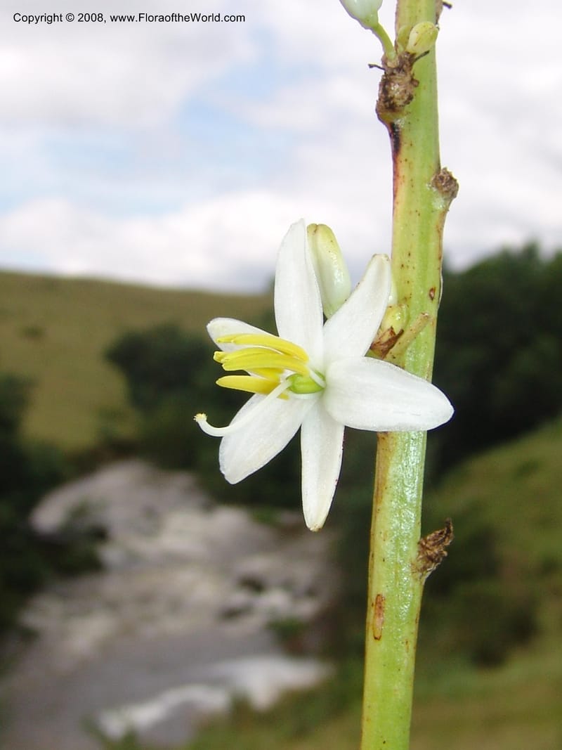 Chlorophytum crookianum--So.Africa. KZN. Midl. Meand. Granny Mouse. 13 Mch 05. 061.jpg