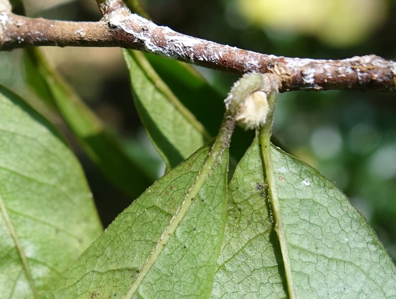 Magnolia stellata--Japan. Gifu Pref. Iwayadou. Sentan-lin, Nakatsugawa City. 8 Aug 2016. DSC01692 (15).JPG