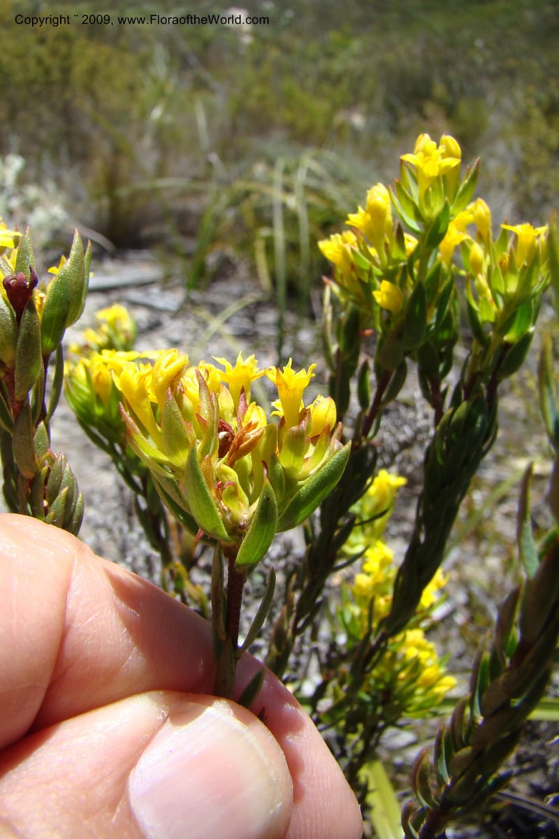 Gnidia, Z. Rogers 1248--South Africa. W. Cape. Grabouw to Kleinmond. 19 Jan 2009. 039.jpg