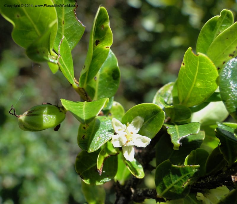 Erythroxylum cuneifolium, Stevens, W.D. 31055, Cerro Cora, 15 Mar 2011 1262 (1).JPG