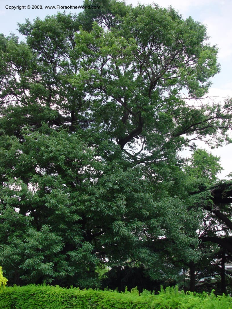 Quercus castaneifolia--France. Paris. Jardin des Plantes. 30 May 03. 008.jpg