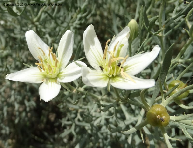 Peganum harmala, Davidson, C 12436--Georgia (Caucasus). Kakheti Region. (Kiziki). Toward Vashlovani. 6 Jun 2014. DSC07328 (458).JPG