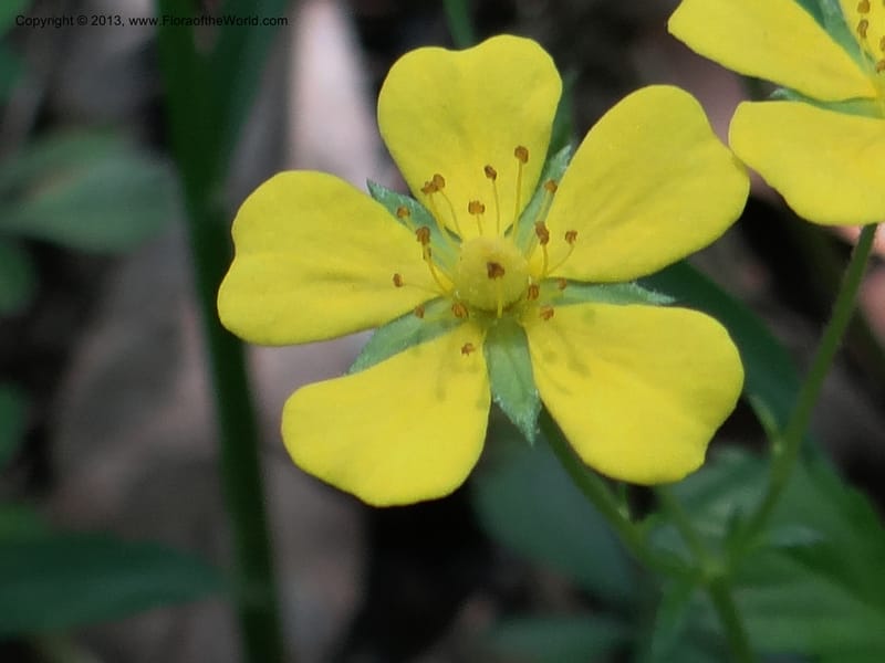 Potentilla kleiniana, Li Pan 1205278--China. Zhejiang Prov. Shunxi Village. 28 May 2012. DSC00347 (313).JPG