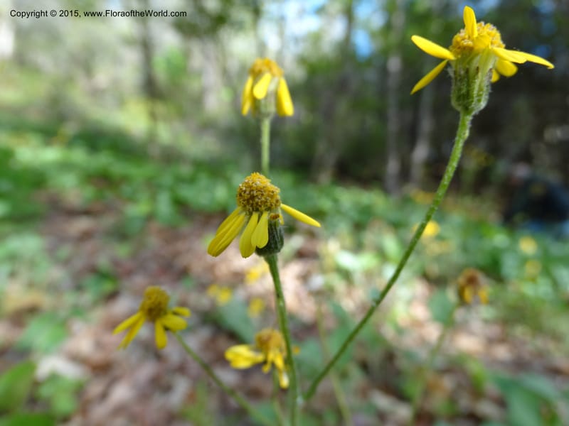 Packera serpenticola, Davidson, C 12974--No. Carolina. Clay Co. Buck Cr. 13 May 2015. DSC04619 (44).JPG