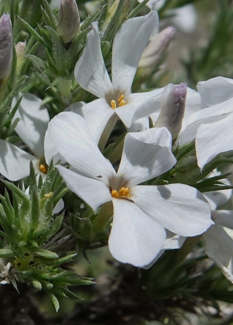 Phlox hoodii, C. Davidson 13543--ID. Blaine Co. Rock Creek Preserve. TNC. 13 May 2017. DSC00171 (47).JPG