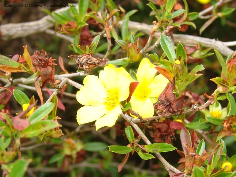 Hibbertia cuneiformis, s.n.--CA. San Francisco Arboretum. 9 Aug 07. 484.jpg