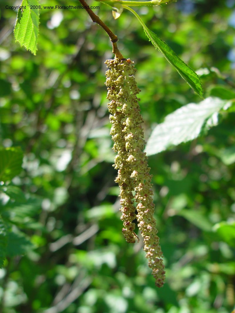 Alnus sinuata--ID. Valley Co. Payette Lake. 12 Jun 03. 090.jpg