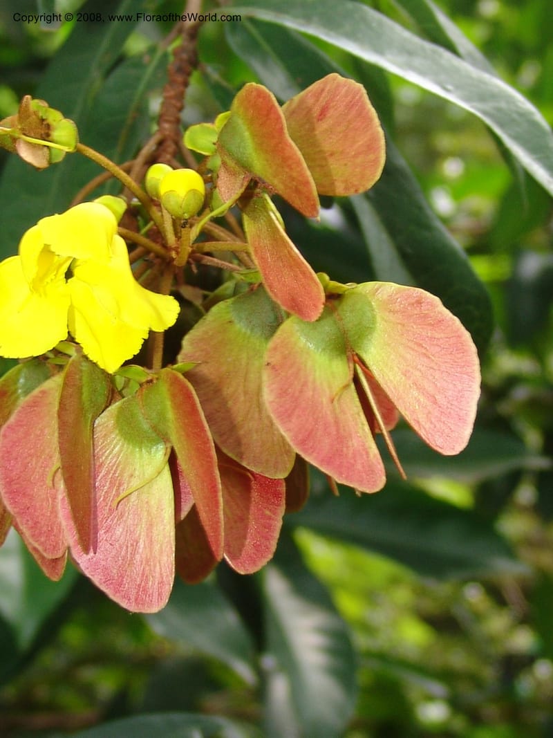 Acridocarpus natalitica--So. Africa. Lowveld Nat. Bot. Gard. 14 Mch 05. 426.jpg