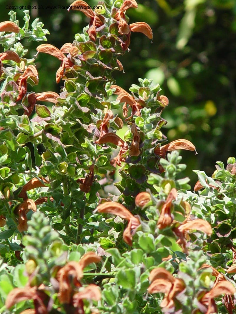 Salvia aurea--Spain. Blanes. Marimurtra Bot. Gard. 24 Apr 04. 068.jpg