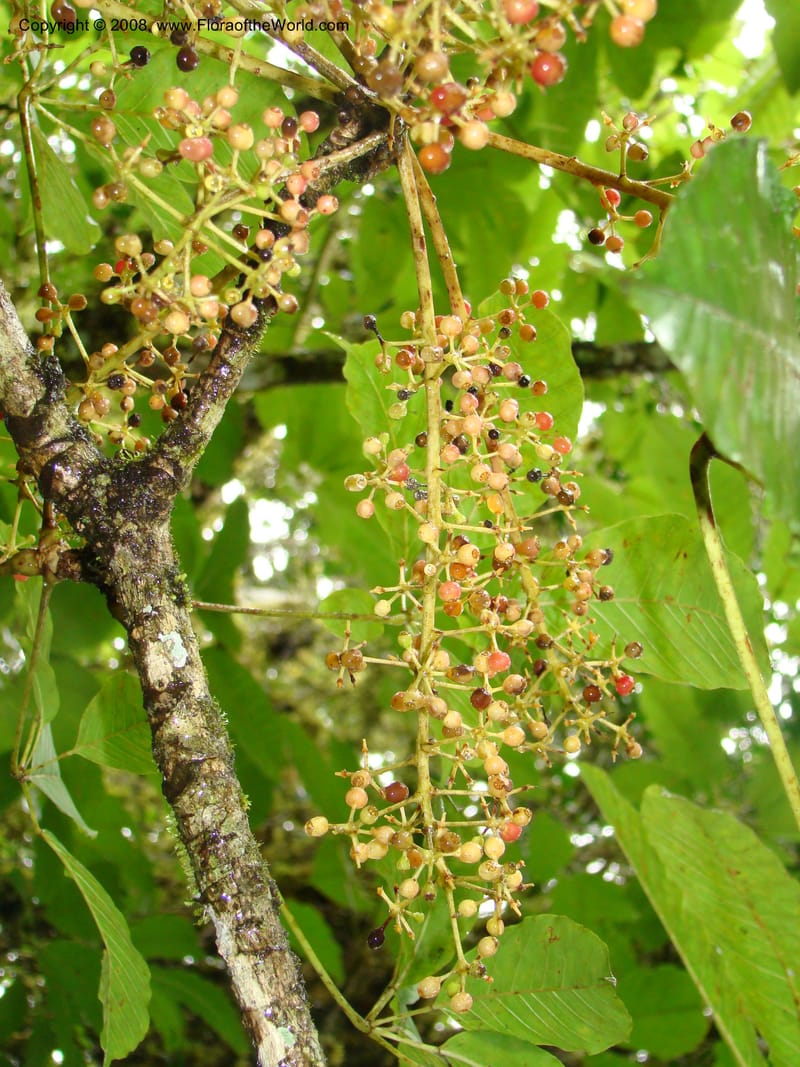 Schefflera stolzii, RGereau7021--Tanz. Mbeya Rural Distr. Ngozi Crater. 26 Jan 08. 191.jpg