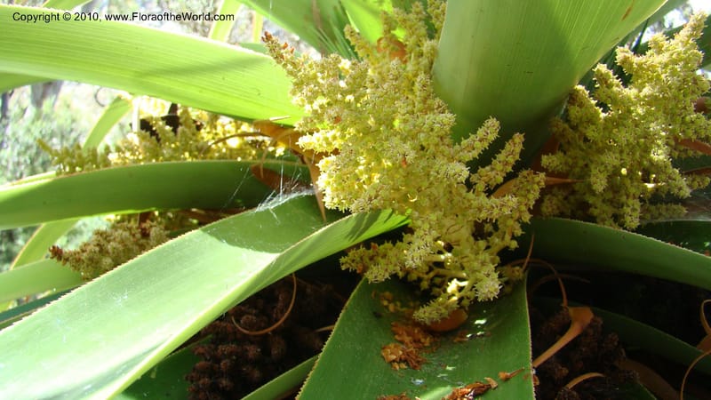Richea pandanifolia--Tasmania. Woodland walk, Lake Dobson Rd. 30 Jan 2010. 001 (5).jpg