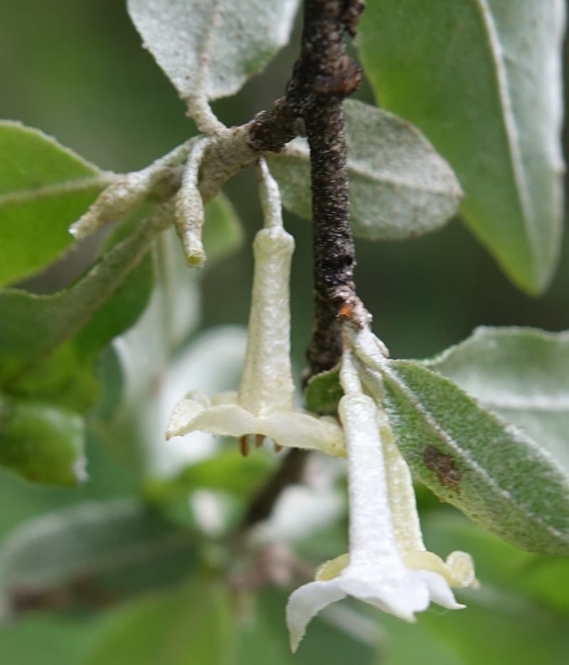 Elaeagnus umbellata, Tseng Yu-Hsin 1323--Taiwan. Dayaling jct on Highway 7. 21 May 2016. DSC03612 (11).JPG