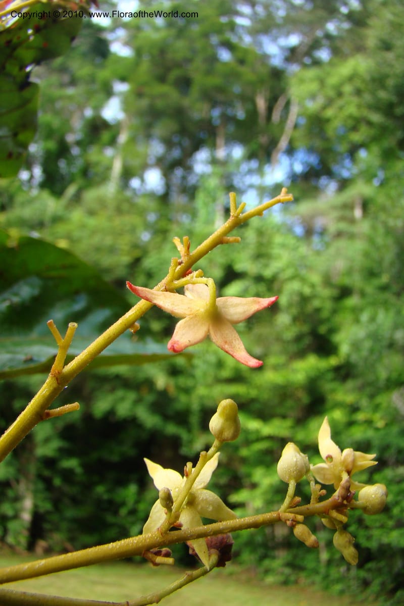 Sterculia villifera, Mori, 27339--French Guiana. Les Nouragues Station. 27 Oct 09. 024.jpg