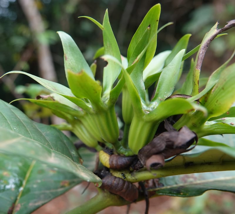 Leptactina, C. Davidson 14055--Gabon. Maboumine. 23 Oct 2019. DSC01631 (144).JPG