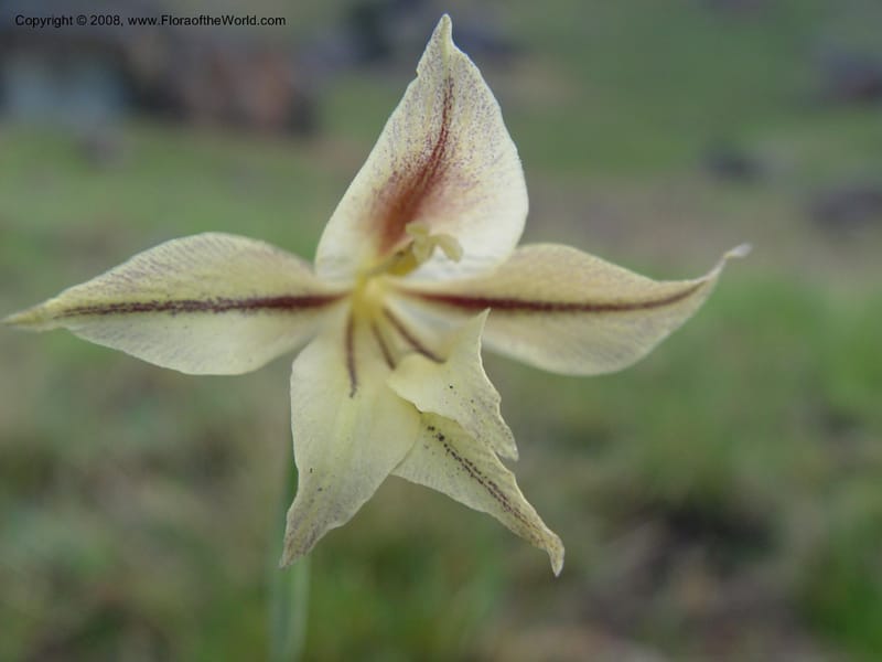 Gladiolus longicollis--So. Africa. Drakensberg Mts. Giant's Castle. 4 Oct 03. 045.jpg