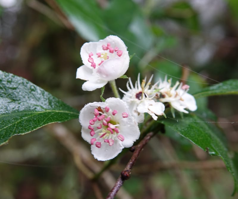 Crataegus mexicana, Gomez-Dominguez, H 3764--Mexico. Chiapas. Las Ollas between San Cristobal and Tenejapa. 16 Mar 2017. (23).JPG