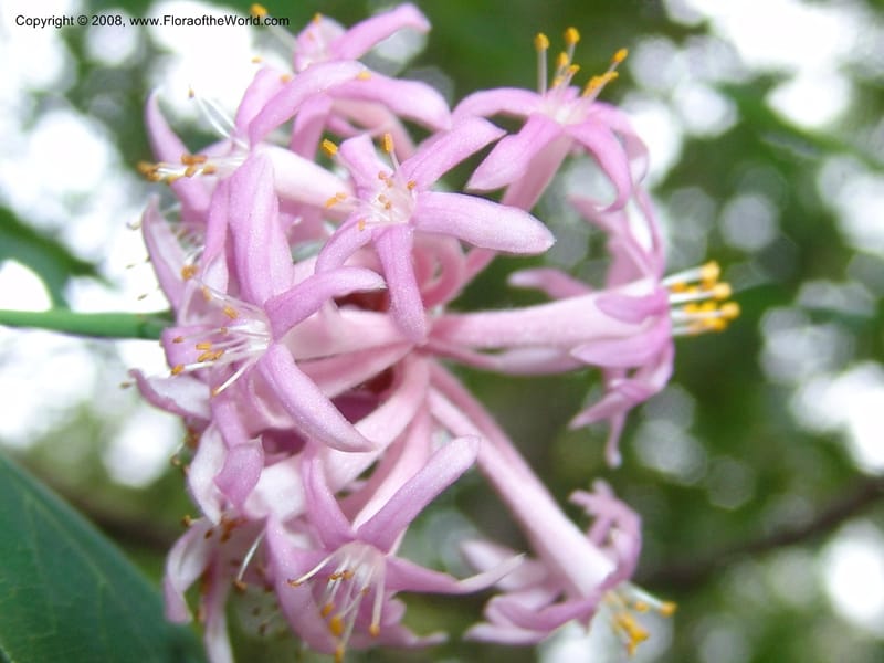 Dais cotinifolia--So. Africa. Lowveld Nat. Bot. Gard. 14 Mch 05. 218.jpg