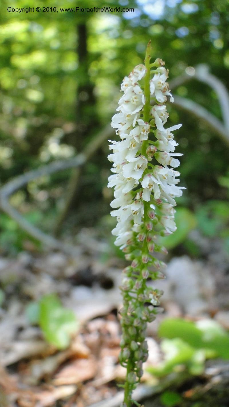 Galax aphylla, Mori 27456--North Carolina. Stokes Co. 26 May 2010. 088 (40).jpg