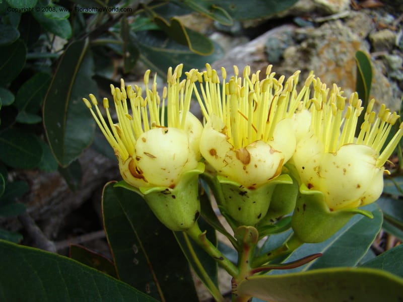 Xanthostemon, JMunzinger4732--New Caledonia. Poum Mine. 13 Nov 07. 029.jpg