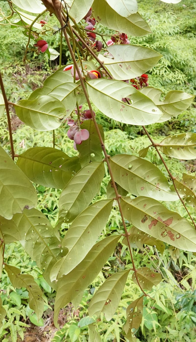 Aporrhiza, C. Davidson 13912--Gabon. M de C. Road past the cabins. 29 Oct 2018DSC09794 (103).JPG
