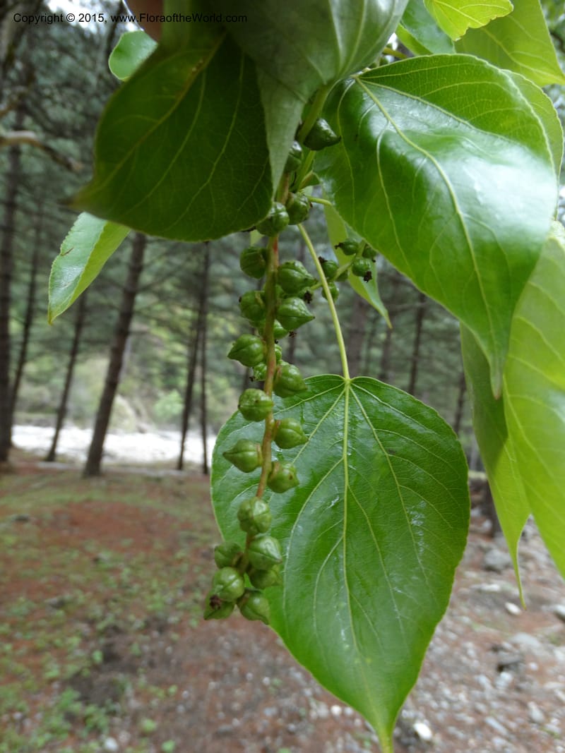 Populus, Boufford, D 43740--China. Sichuan. XinZhaZi Gou. 14 May 2014. DSC06426 (17).JPG