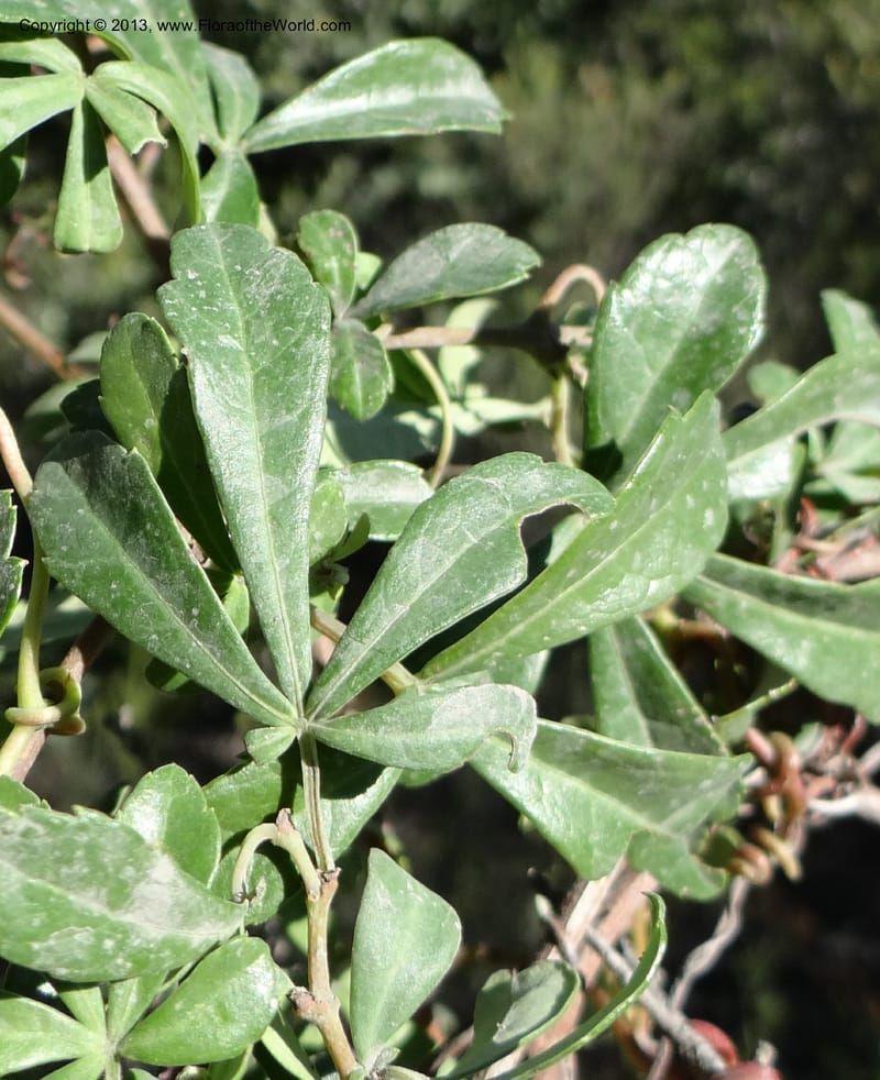 Cissus striata, WDS 34100--Chile. Rd to El Abanico. Pte. Polcura odom 16.6. 17 Feb 2013. DSC01401 (230).JPG