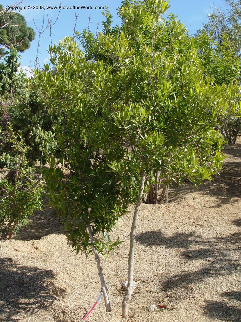 Pavetta lanceolata, 1999.0490--Spain. Barcelona Botanic Garden. 19 Apr 04. 178.jpg