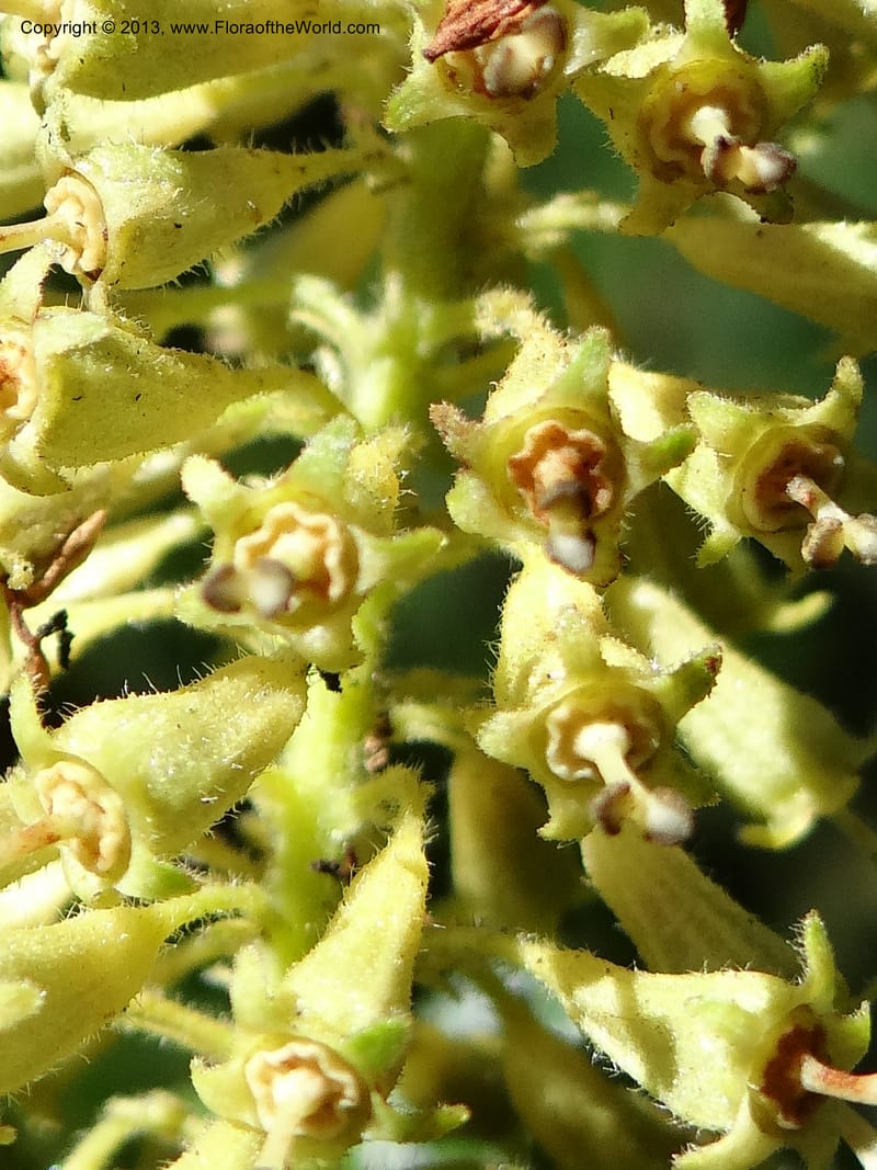 Escallonia pulverulenta, WDS 34054--Chile. Tanume. Los Hoyos. 14 Feb 2013. DSC00647 (31).JPG