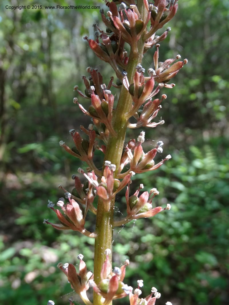 Helonias bullata, Not collected--North Carolina. Trans. Co. W Cradle of For. 11 May 2015. DSC03837 (87).JPG