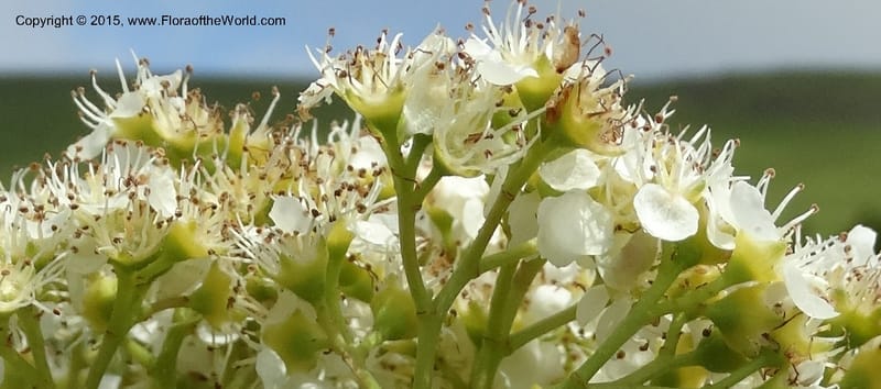 Sorbus aucuparia, Davidson, C 12484--Georgia (Caucasus). Koslitavi, branch of Merisi Gorge. 11 Jun 2014. DSC08456 10(255).JPG