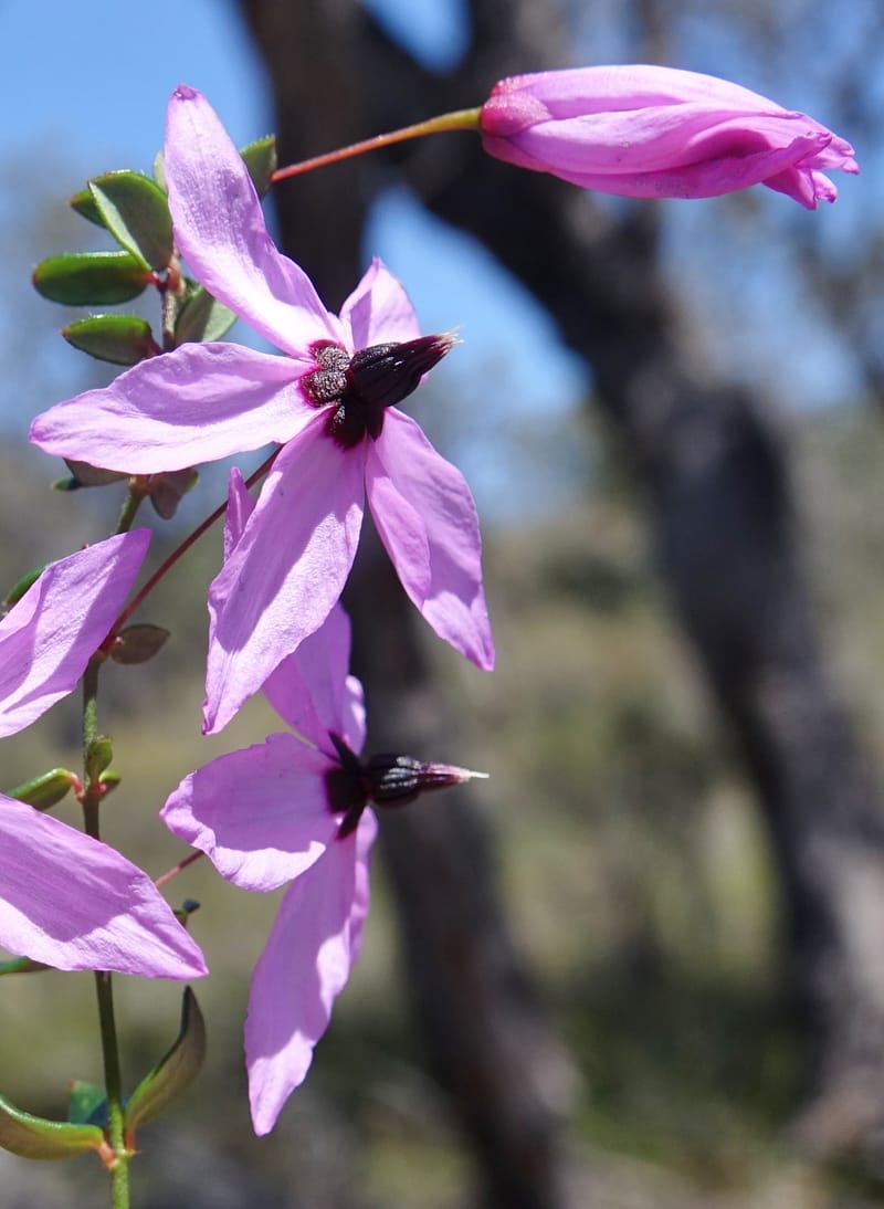 Tetratheca hirsuta subsp. viminea, Davidson, C 13375--Australia. W.A. Koondoola Bushland. 22 Oct 2016. DSC03457 (150).JPG