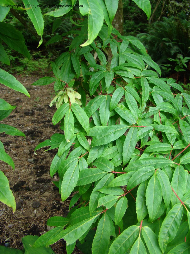 Acer mandschuricum, 7144-0050-1973--Canada. BC. Univ. BC Bot. Garden. 27 Jul 08. 212.jpg