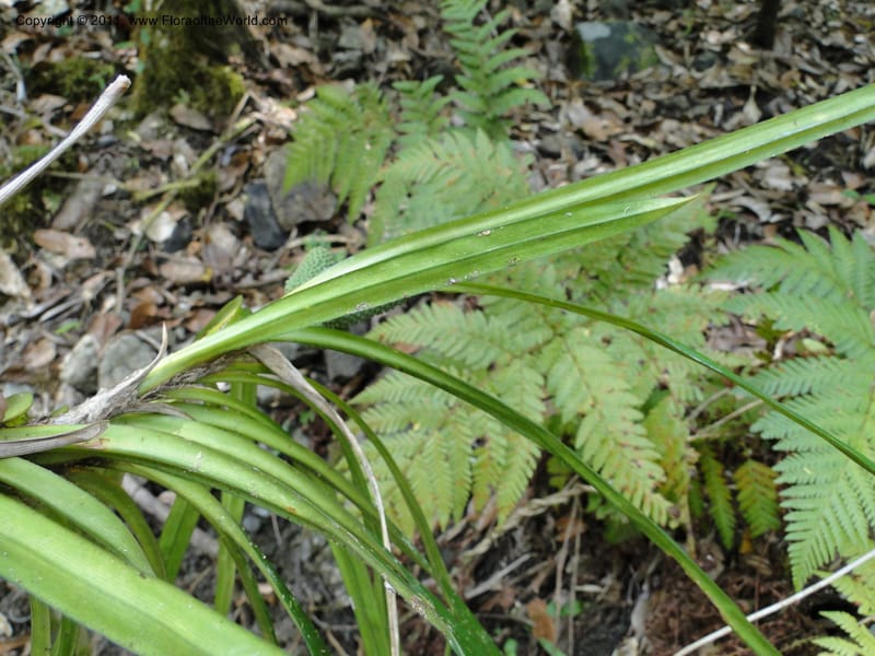 Freycinetia, M. Callmander 774--New Caledonia. Upper Tene River Valley. 19 Jan 2010. 851 (2).JPG