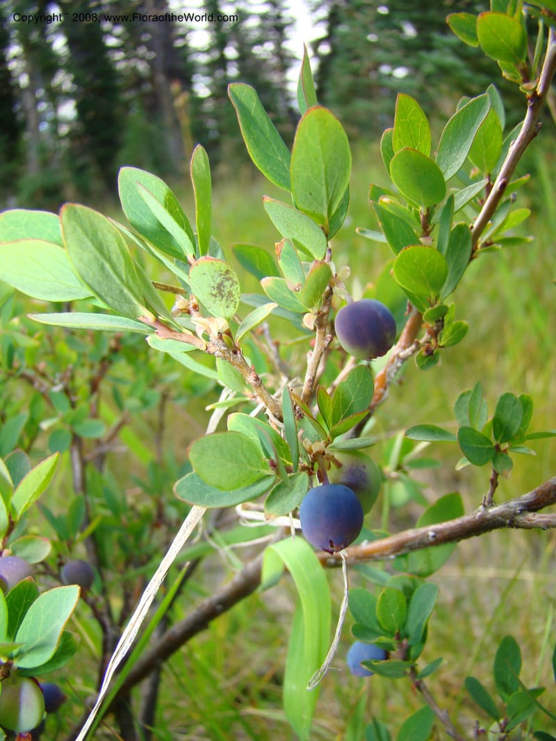 Vaccinium occidentale, CDavidson11283--ID. Idaho Co. Granite Lake. 25 Aug 08. 041.jpg