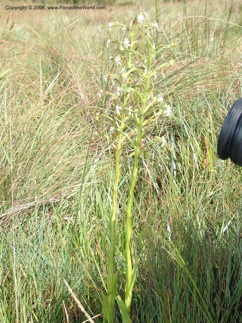 Habenaria falciformis--So.Africa. E. Cape. Waringham Farm, Quanti Area, Stut. 8 Mch 05. 077.jpg