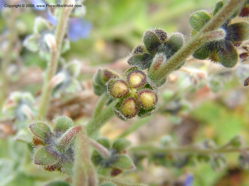 Omphalodes cappadocia, 90.2319--CA. UC Berkeley Bot. Garden. 31 May 07. 498.jpg