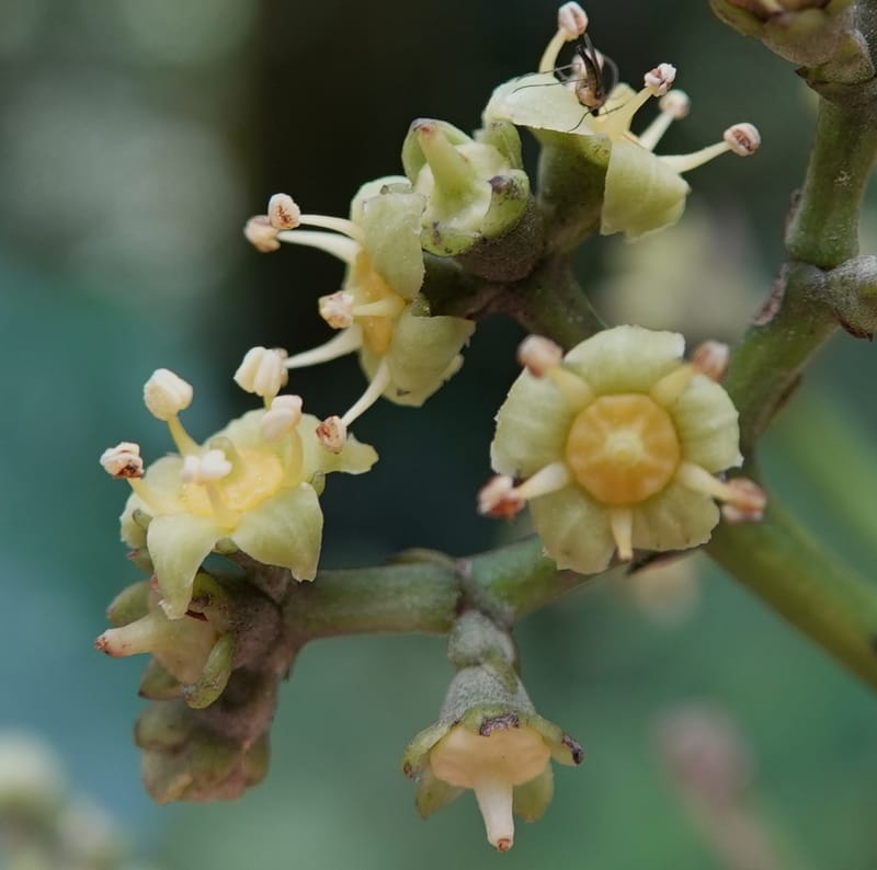 Mastixia pentandra, D. Boufford 44162--China. Yunnan. Bu Long Shan. 6 May 2018. DSC02824 (11).JPG