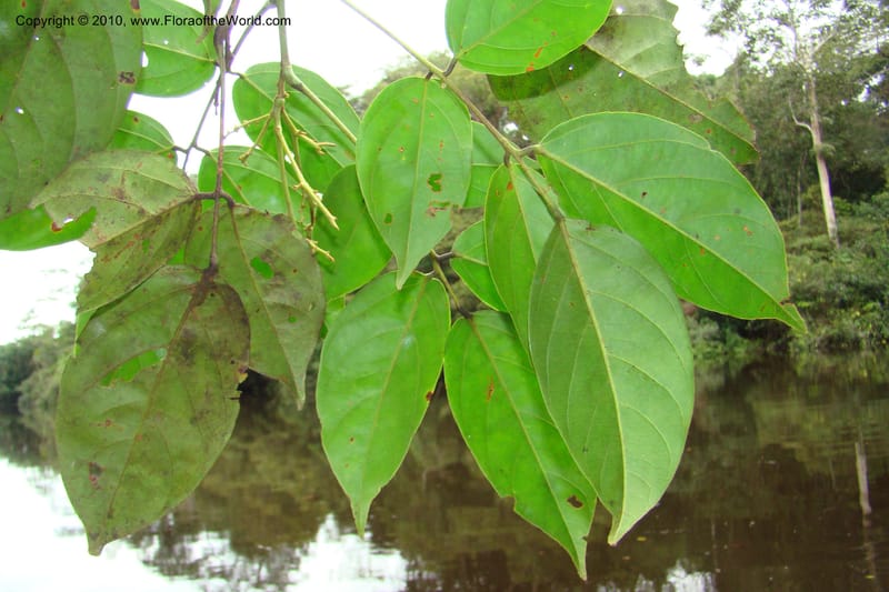 Rourea, RVasquez34844--Peru. Loreto. Dist. Nauta. Qbda Nawapa, Rio Tigre. 11 Nov 08. 268.jpg