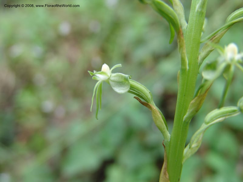 Habenaria ndiana cf--Kenya. Nandi Hills escarpment, Kapsapet-Kericho rd. 8 Jul 04. 026.jpg