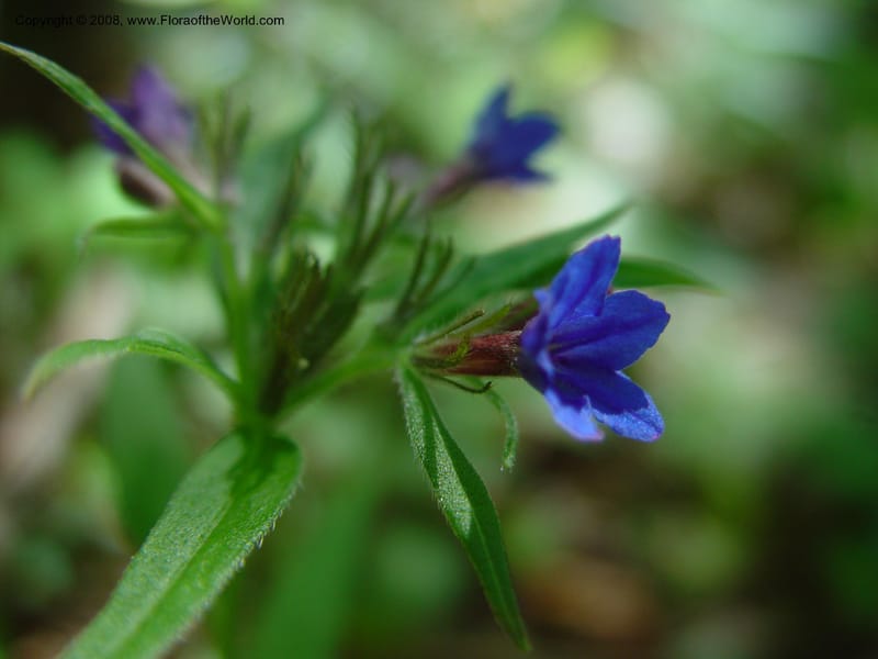 Anchusa italica--Italy. Abruzzo. Res. Torino di Sangro. 5 May 03. 029.jpg