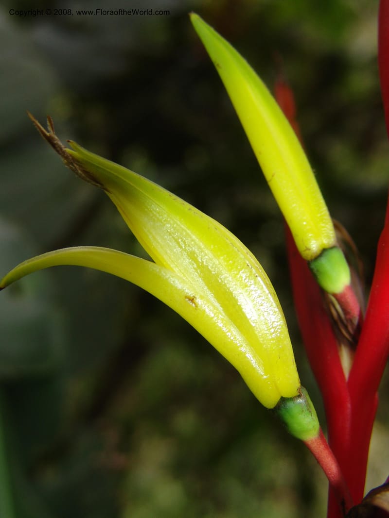 Heliconia affinis--Peru. Edo. Cuzco. Jard. Bot. at Machu Picchu. 27 Oct 05. 006.jpg
