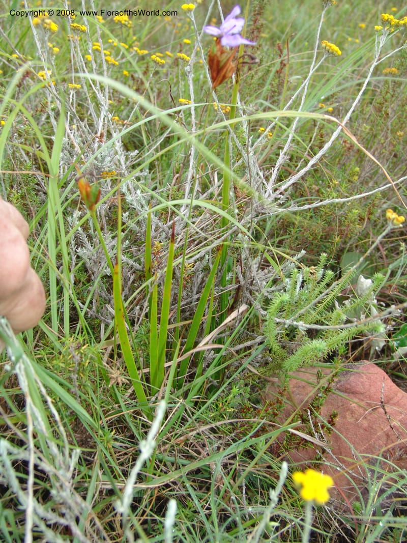 Aristaea abyssinica--So.Africa. E. Cape. Trappes Valley. 7 Mch 05. 112.jpg