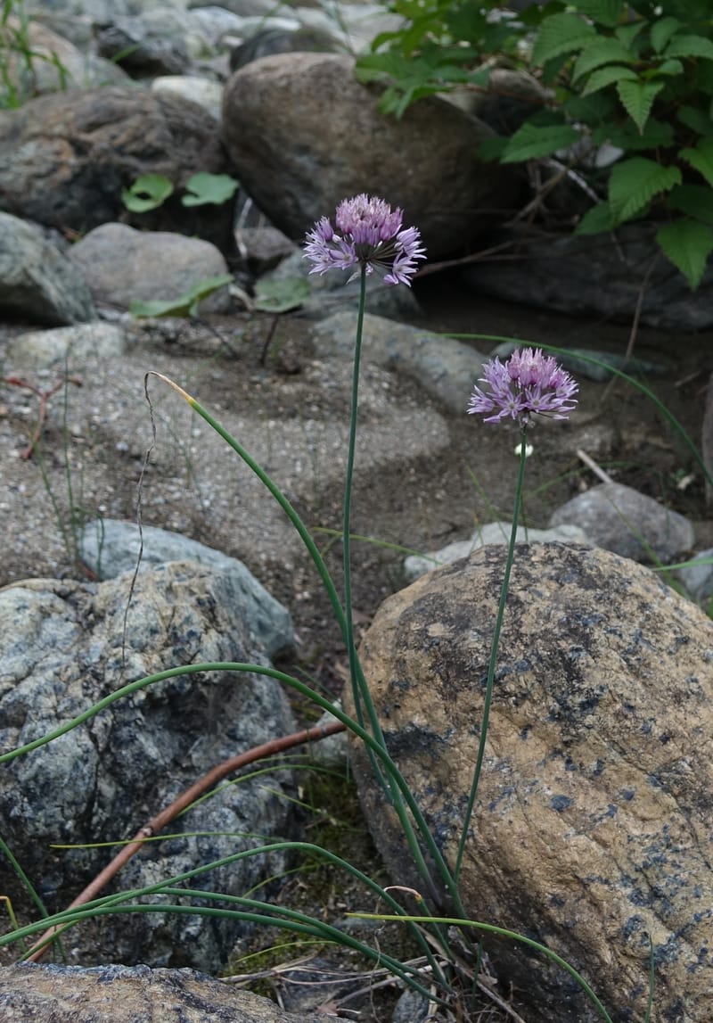 Allium schoenoprasum--Japan. Hokkaido. Teshio Exptl. For. 3 Aug 2016. DSC00757 (81).JPG